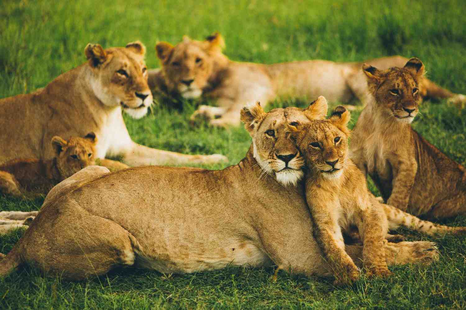 How to Plan Masai Mara Trip from India